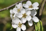 Fresh and elegant pear blossom pictures desktop wallpaper