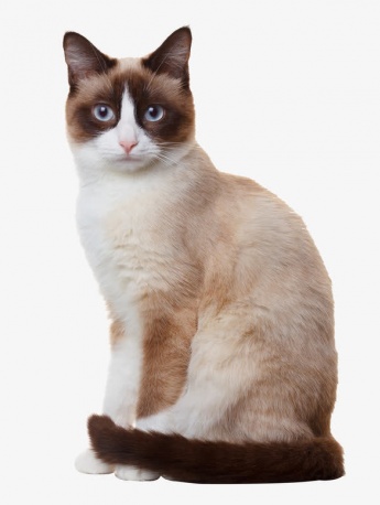 Siamese cat pictures