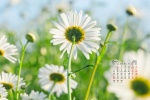 2021年6月清新淡雅雏菊桌面日历壁纸
