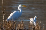 Great egret with snow-white feathers picture wallpaper
