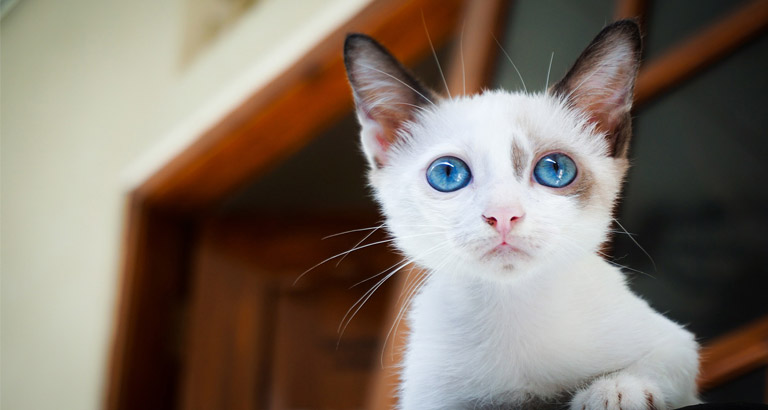 Animal mobile wallpaper