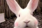 Pictures of avatars of small animals that are sand sculptures but very healing.