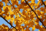 Autumn ginkgo leaves pictures desktop wallpaper