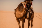 Desert boat camel picture