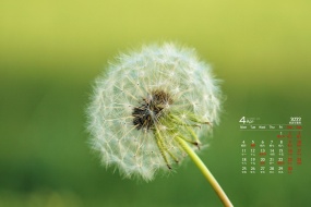 April 2022 eye protection dandelion desktop calendar wallpaper