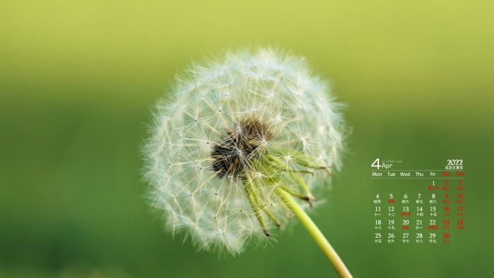 April 2022 eye protection dandelion desktop calendar wallpaper