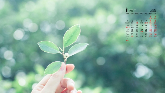 2022年1月小清新绿色花卉电脑日历壁纸