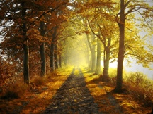 秋天的景色（七）