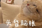 猫咪头昏脑胀表情包