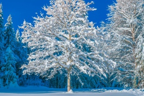 冬季皑皑白雪风景桌面壁纸