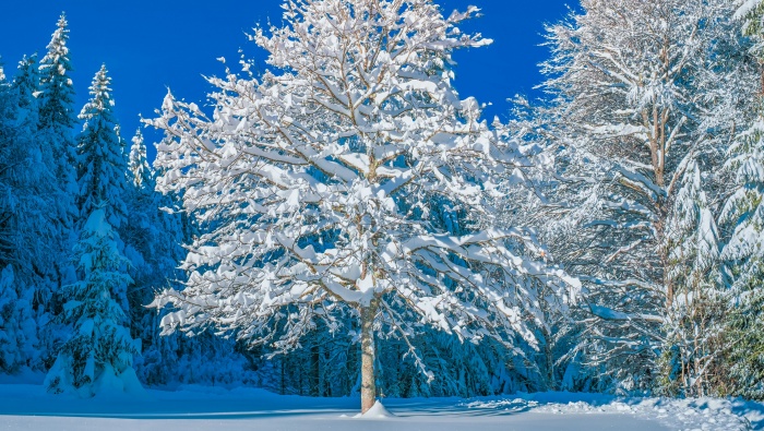 Winter snowy landscape desktop wallpaper