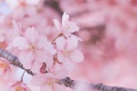 春日粉色櫻花手機壁紙