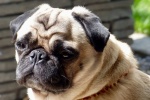 Cute and cute pug pictures