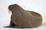 HD walrus pictures