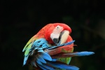 Colorful macaw pictures