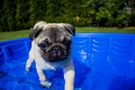 Cute and cute pug pictures