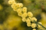 April 2021 yellow flowers desktop calendar wallpaper