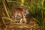 beast tiger picture