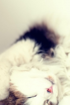 治愈貓咪手機壁紙