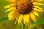 Sunflower sunflower mobile wallpaper