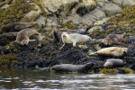 Seal pictures on the beach