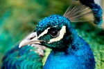 美丽的蓝孔雀图片