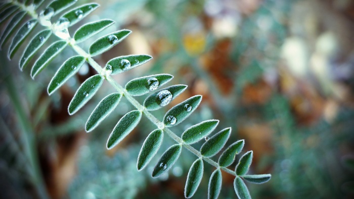 唯美寒露節氣高清電腦壁紙