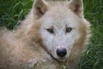 Pictures of healthy Arctic wolves