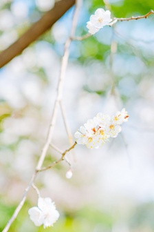 Fresh and elegant cherry blossom pictures HD mobile wallpaper