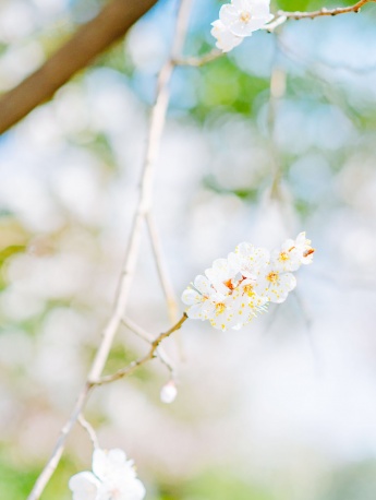 Fresh and elegant cherry blossom pictures HD mobile wallpaper