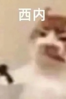 Collection of Nishiuchi expression packs