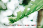 2022年3月护眼绿植桌面日历壁纸图片