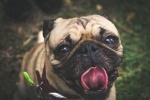 Cute pug pictures desktop wallpaper
