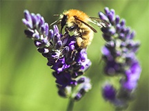 薰衣草花海唯美风景桌面壁纸