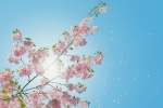 Blooming cherry blossom pictures desktop wallpaper