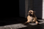 Cute and cute pug pictures