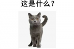 这是什么？