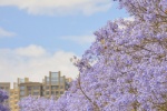 Jacaranda beautiful healing wallpaper