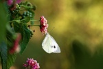 Beautiful butterfly pictures desktop wallpaper