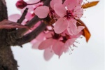 Appreciation of peach blossom pictures in March