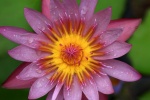 HD water lily pictures