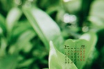 2022年3月护眼绿植桌面日历壁纸图片