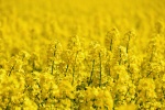 Rapeseed flower sea scenery picture desktop wallpaper