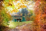 Beautiful autumn wallpaper pictures with fallen leaves all over the ground