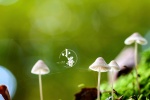 小清新24节气小暑电脑桌面壁纸