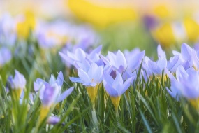 阳春三月唯美花卉图片桌面壁纸