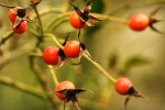 HD Rose Hip Picture Desktop Wallpaper