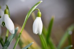 HD snowdrop pictures desktop wallpaper