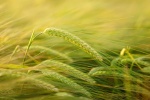 Ripe wheat HD picture material wallpaper