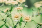 2022年3月小清新花朵日历壁纸